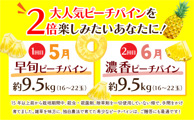 定期便 2ヶ月 2026年 先行予約 ピーチパイン 約9.5kg 絶品 ★たっぷり大家族サイズ★ 西表島 初エコファーマー認定 パイン 果物 フルーツ 2回 お楽しみ