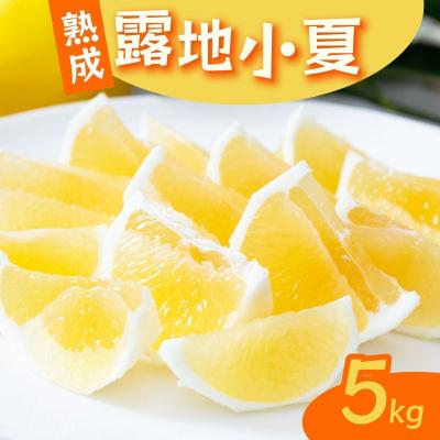 ふるさと納税 室戸市 熟成 露地小夏セット 5kg 高知土佐 柑橘系果物 柑橘類 贈答用にも使えます