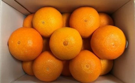 【紅まどんなと同品種】愛果28号 ご家庭用 6kg まどんな みかん【AB0022】