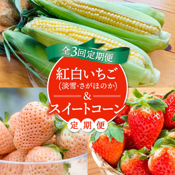 【ふるさと納税】【先行予約】【3回定期便】紅白いちご（淡雪・さがほのか）とスイートコーンの定期便 / 苺 イチゴ 果物 フルーツ 野菜 とうもろこし 佐賀県 白石町 [IZZ016]