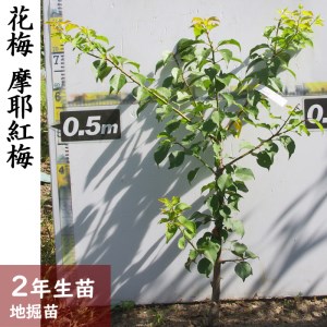 ＜すだ農園＞2年生 苗木◇ウメ(花梅) 摩耶紅梅(まやこうばい)[地掘苗 2024年] ※2025年11月中旬～2026年4月下旬頃に順次発送予定に順次発送予定 ※北海道・沖縄・離島への配送不可
