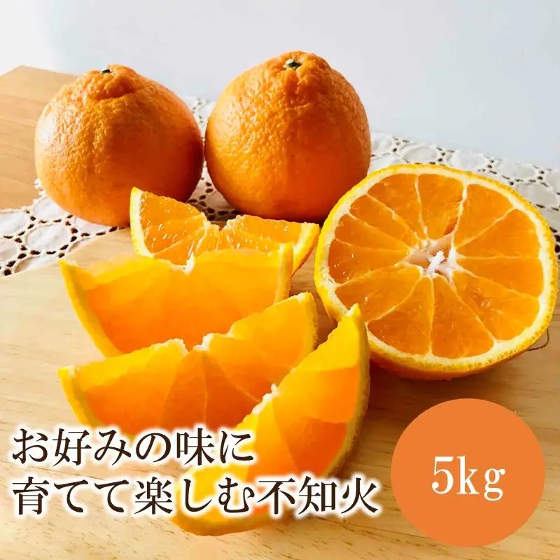 お好みの味に育てて楽しむ不知火5kg＜先行予約2027年2月発送開始分＞【1358】