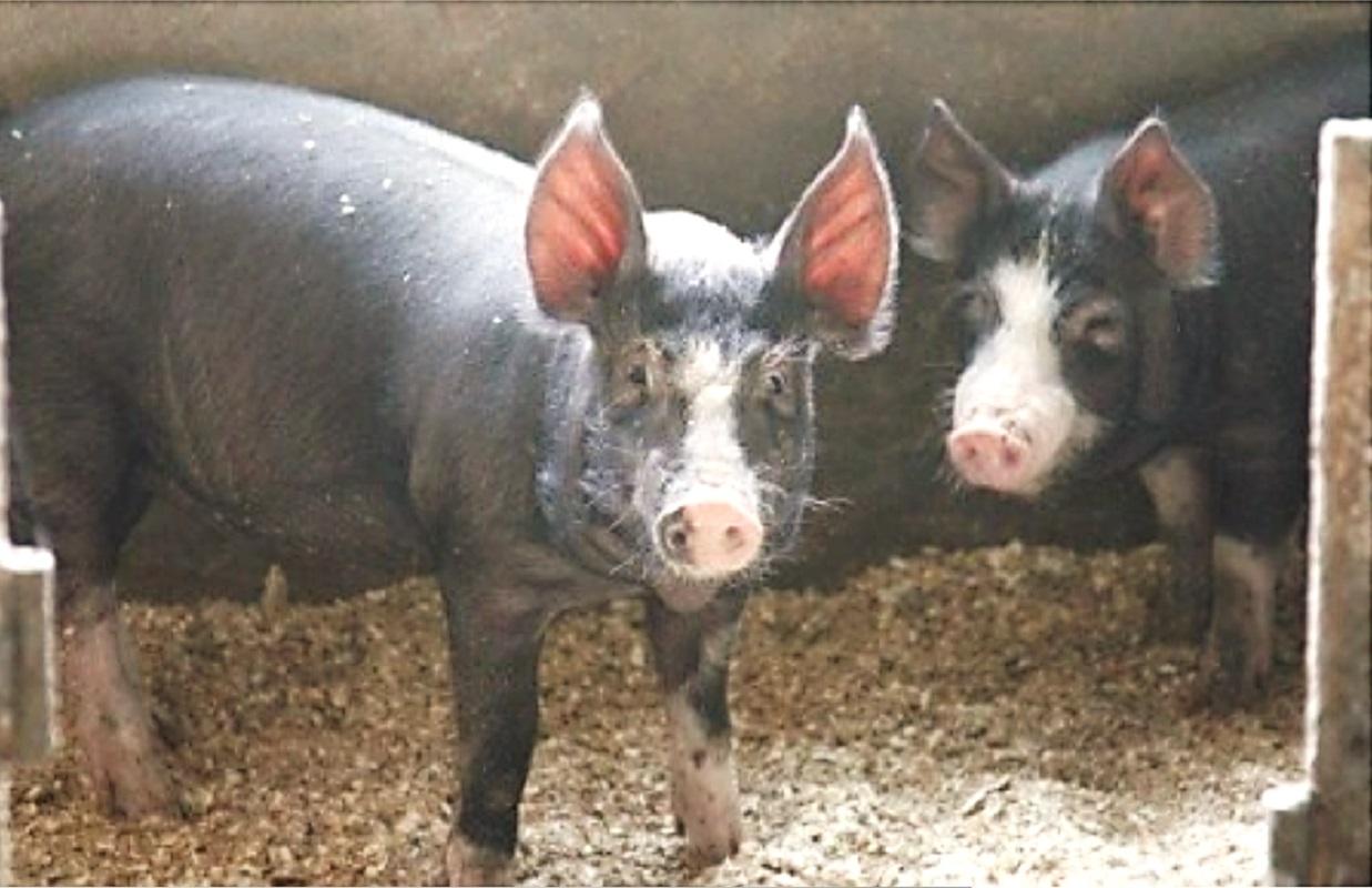 北海道 黒豚1頭しゃぶしゃぶセットA1300g（豚肉1000g・ハンバーグ2個付き） 冷凍 小分け ロース 肩ロース バラ モモ ハンバーグ 国産 黒豚 シャブシャブ 