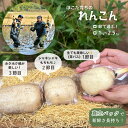 【ふるさと納税】れんこん レンコン 蓮根 真空パック 節で選ぶ 種類 食べ比べ 芽バス 2節目 3節目 お試しセット 1kg 2kg 2.5kg