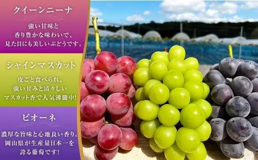 大粒 ぶどう 3種 セット 3房 計約2kg シャインマスカット ピオーネ クイーンニーナ 【2026年10月上旬から12月下旬頃迄発送予定】 ／ マスカット 葡萄 ブドウ 種無し 種なし