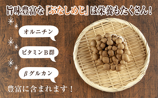 乾燥ぶなしめじ 3袋セット／国産 乾燥 ぶなしめじ 30g×3袋 しめじ ブナシメジ きのこ 無添加 国産 干ししめじ ドライきのこ 出汁 保存食 ダイエット ギフト はぴふる 新潟県 十日町市