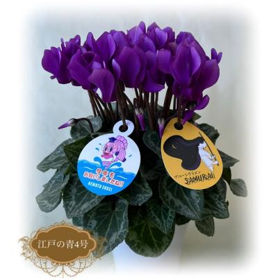 ふるさと納税 南相馬市 【2026年 先行予約】シクラメン 江戸の青 4号 青系 | 花ギフト プレゼント 花苗 根本園芸