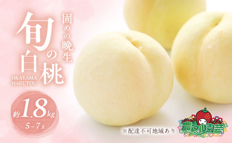 固めの 桃 2026年 先行予約 晩生の旬の 白桃 約1.8kg 5～7玉 進物用 もも モモ フルーツ 果物 岡山 赤磐市産 農マル園芸 あかいわ農園 家庭用 白皇 白露 甘々燦燦 あきぞら 西王母 瀬戸内白桃 