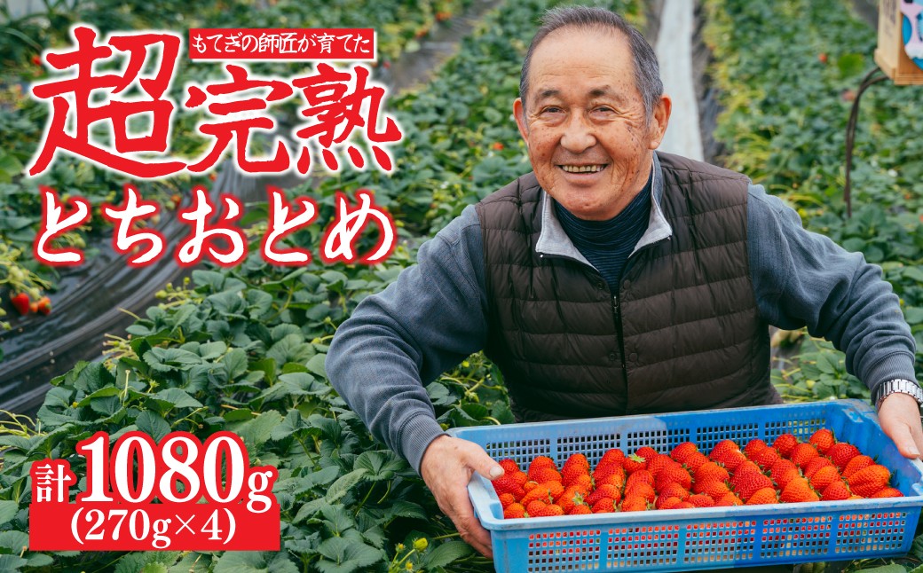 
            【先行受付：選べる発送月】いちご「茂木完熟いちご」師匠が育てた朝採れとちおとめ レギュラーサイズ 約270g × 4パック 計約1080g | いちご イチゴ 苺 とちおとめ 完熟 果物 フルーツくだもの 甘い あまい 旬 産地直送 栃木県産 関いちご園 栃木県 茂木町
          