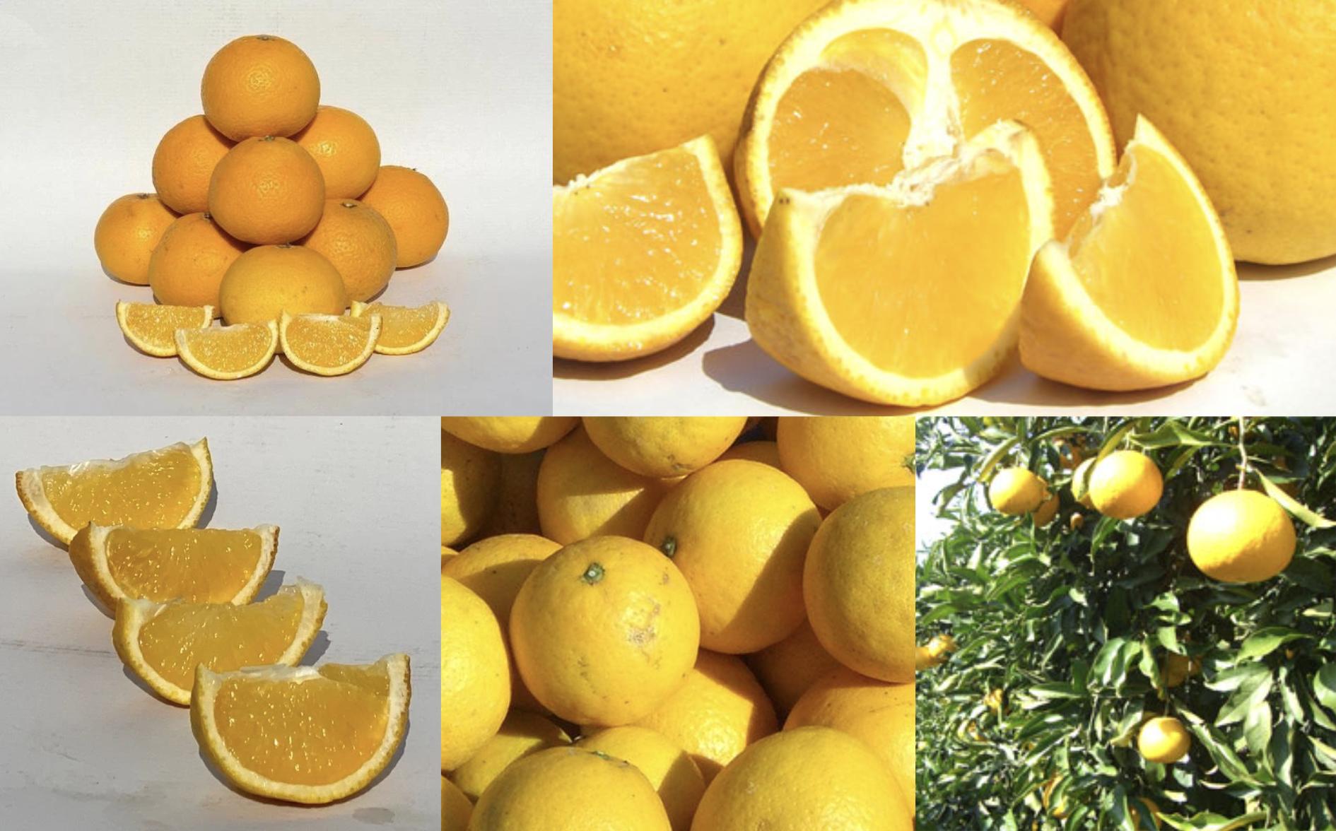 画像はイメージです。