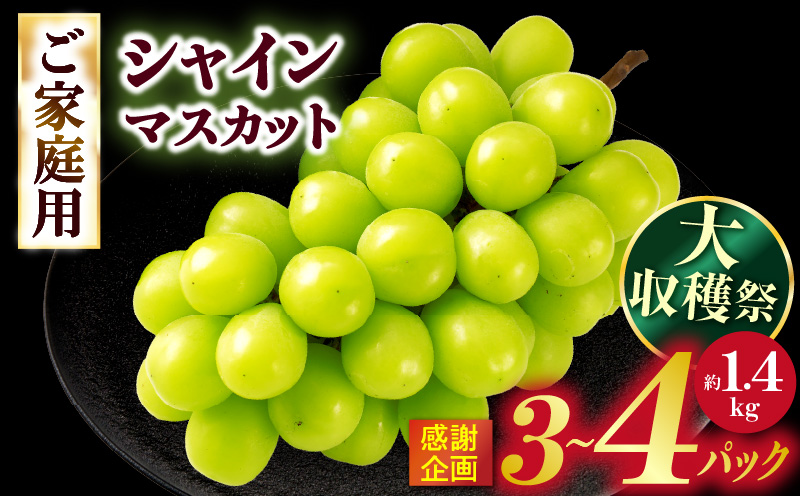 【大収穫祭・感謝企画】ご家庭用シャインマスカットパック　約1.4kg(3～4パック) | シャインマスカット マスカット ぶどう ブドウ 葡萄 果物 フルーツ 新鮮 くだもの 国産 ギフト お裾分け 