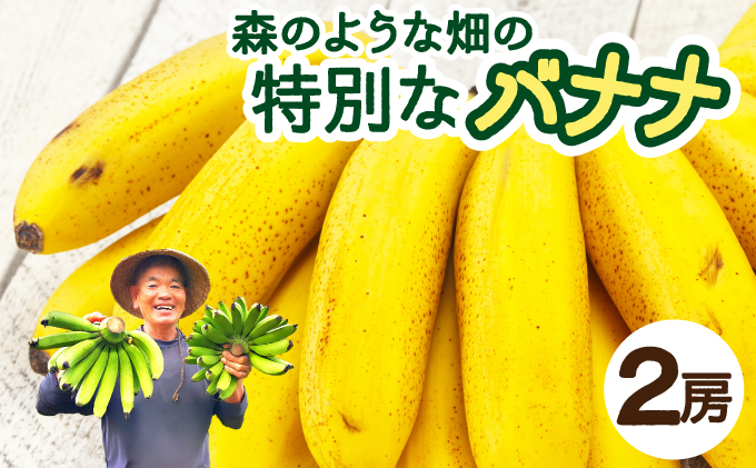 希少！こだわりの水を使い「森ような畑」で栽培する、仲原さんのバナナ【 沖縄県石垣市 沖縄 石垣 石垣島 石垣島産 バナナ ばなな 農薬不使用 化学肥料不使用 離島のいいもの 沖縄いいもの石垣島 】OI-16