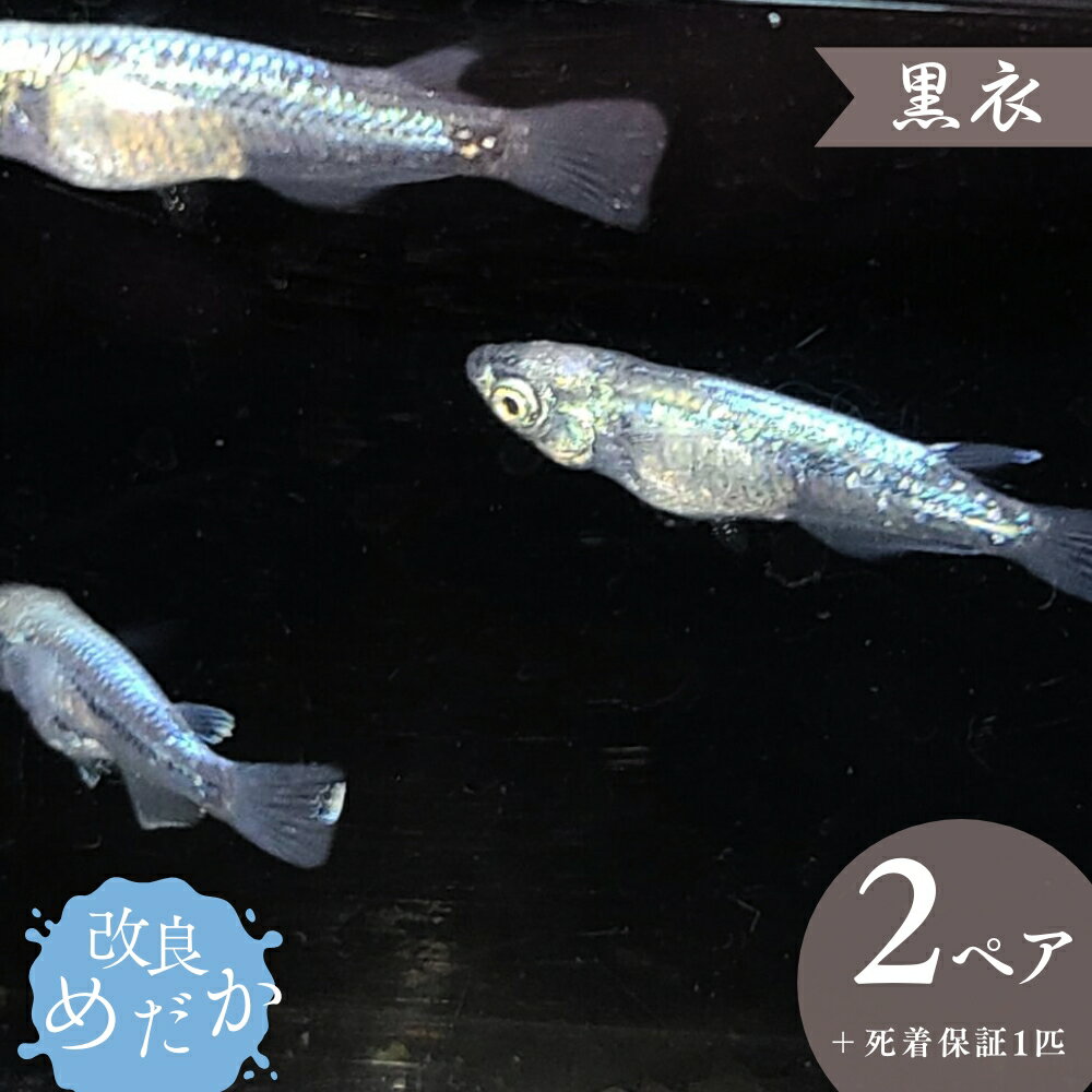 【ふるさと納税】改良めだか ［ 黒衣 ］(2ペア＋死着保証1匹） めだか メダカ めだか屋らん メダカ飼育 めだか飼育 観賞用