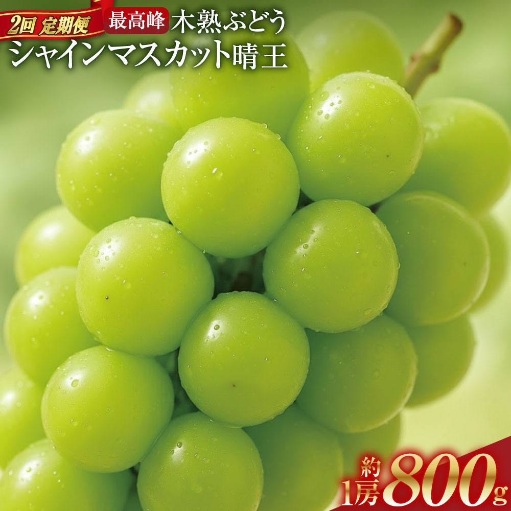 【ふるさと納税】【2回定期便】最高峰プレミアム 木熟ぶどう ハレノシャイン シャインマスカット晴王 1回あたり1房（約800g以上） 赤秀品以上 岡山県産 船穂産 ぶどう ブドウ 葡萄 フルーツ くだもの 果物 果実 デザート 冷蔵 国産 送料無料 【2026年9月上旬より発送開始】