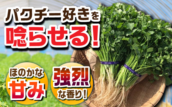 【3回定期便】本場タイ人が認めた パクチー好きのためのパクチー 500g /江口農園[UBF030] 野菜 パクチー 本場のパクチー パクチー定期便 野菜定期便