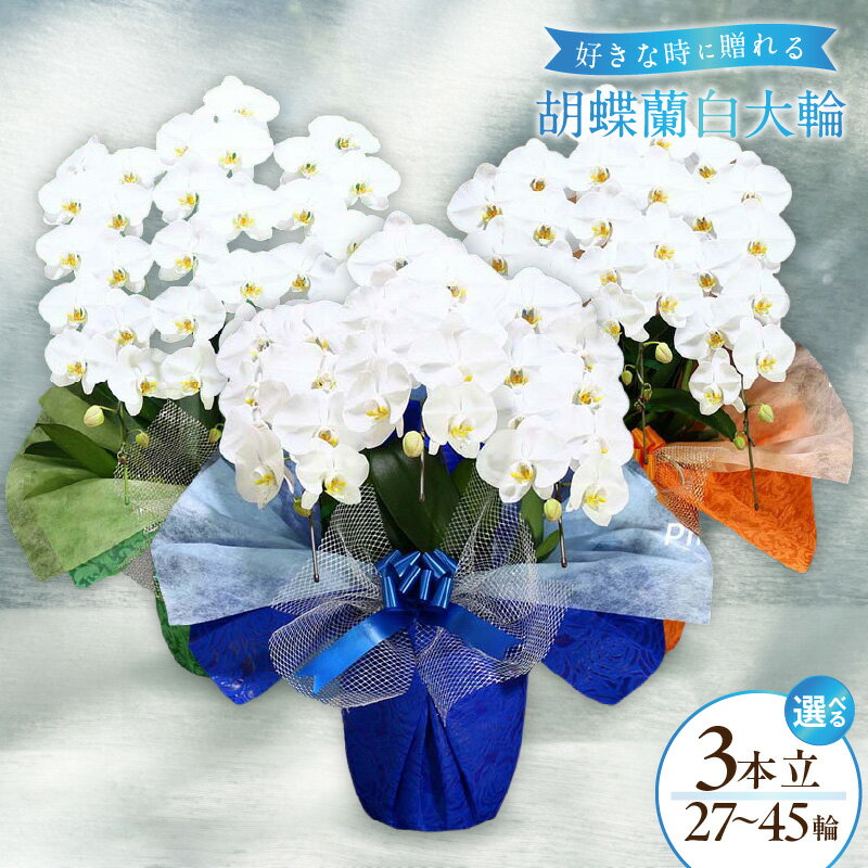 【ふるさと納税】3本立て 白色 胡蝶蘭 27輪 〜 45輪 木製大型木札 または メッセージカード 付き ラッピング 大輪 3本 白 新築祝い 開店祝い 誕生日祝い 移転祝い 還暦祝い 周年祝い 就任祝い 当選祝い お祝い ギフト 贈答 贈り物 プレゼント 生花 花 鉢花 泉佐野市 送料無料