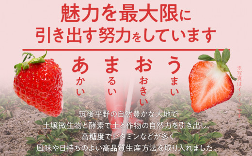 ふくおかエコ農作物認証あまおう 2Lサイズ 1箱セット あまおう イチゴ 苺 いちご フルーツ 果物 くだもの 福岡県産 お取り寄せグルメ お取り寄せ 福岡 お土産 九州 福岡土産 取り寄せ グルメ 