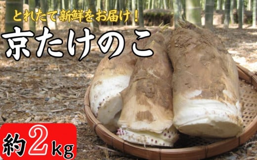 期間限定 京たけのこ 約2kg 2～6本 ( 家庭用向き ) 令和7年産 筍 掘りたて たけのこ 竹の子 京都 国産 新鮮 野菜 ごはん ご飯 家庭用 京野菜 旬 産地直送 お取り寄せ 煮物 