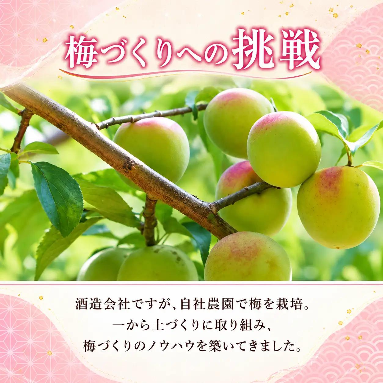 國盛 ノンアルコール梅酒 Ｕ＆Ｍｅ 1ケース（200ml×30本） | 愛知県 美浜町