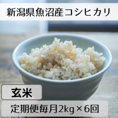 ふるさと納税 十日町市 【毎月定期便】新潟県魚沼産コシヒカリ「山清水米」玄米2kg全6回