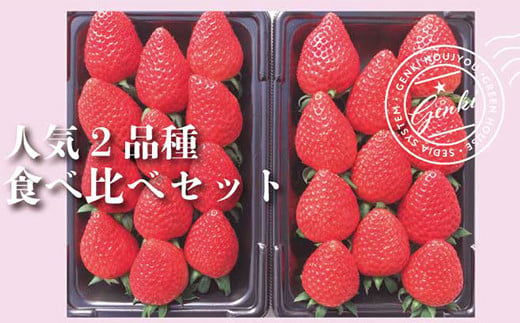 【 予約受付 】 いちご 食べ比べ 約 560g ( かおり野 よつぼし 紅ほっぺ 恋みのり ) 2025年 4月 発送 完熟 7品種 から 2種類 お届け 苺 イチゴ ストロベリー 産地直送 ご当地 果物 くだもの フルーツ デザート 食品 冷蔵 げんき農場 埼玉県 羽生市