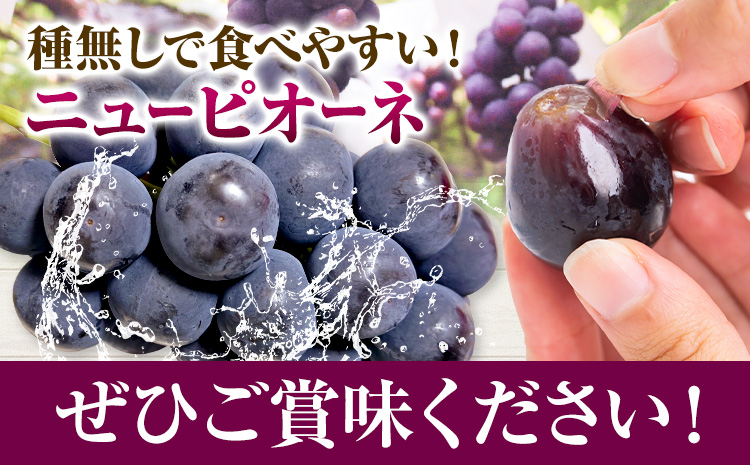 【2025年先行予約】ニューピオーネ 2房 1kg ウィズフラワーホールディングス《2025年9月上旬-10月中旬頃出荷》岡山県 浅口市 ぶどう ピオーネ フルーツ 旬 果物 国産 岡山県産 送料無料
