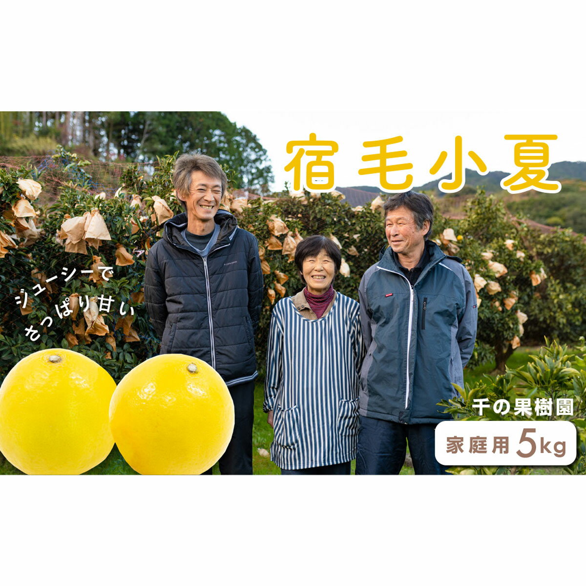 【ふるさと納税】 千の果樹園の宿毛小夏 5kg 家庭用 ニューサマーオレンジ 柑橘 フルーツ 果物 みかん 小夏 高知県産 特産品 旬 季節限定 贈答用 ギフト 贈り物 お取り寄せ 産地直送 自宅用 おやつ デザート 皮むき簡単 ビタミンC 低カロリー 宿毛市 高知県 16000円