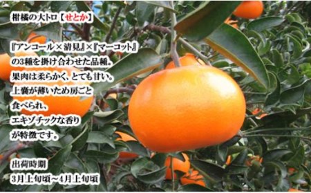 【せとか】【2027年3月上旬頃から順次発送】＜特選品大玉＞ 約1.5kg (6玉) 愛媛県松山市 【FT0301】