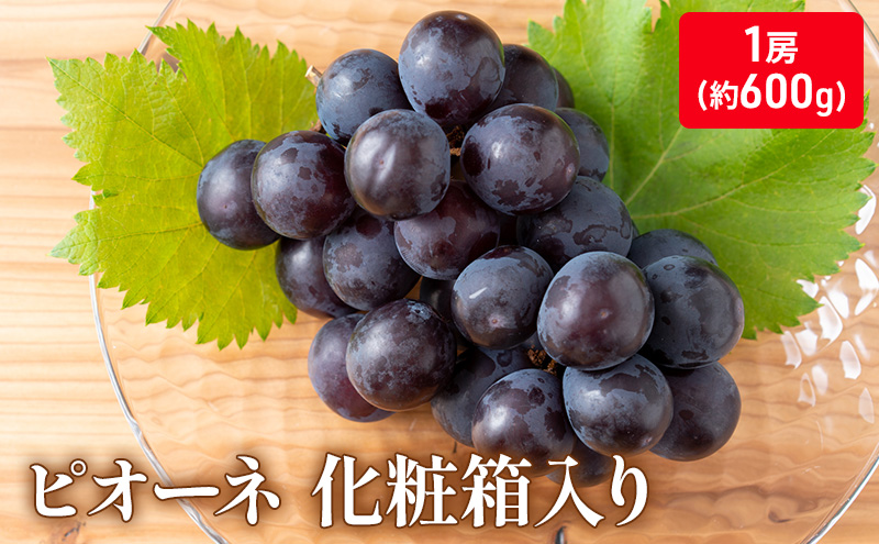 大粒で濃厚な甘み「ピオーネ」　大房1房（化粧箱入り）約600ｇ