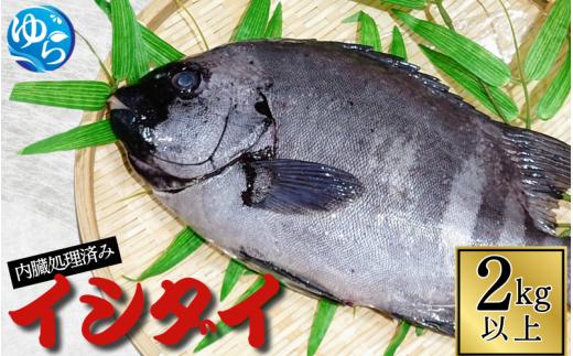 イシダイ 内臓処理済み 2kg以上（1～3匹） /  石鯛 魚 お魚 さかな 食品 海の幸 海鮮 カイセン 塩焼き 煮付け 内臓処理済み 冷蔵 海鮮類 焼き魚 和歌山県 由良町 【skmn0034】