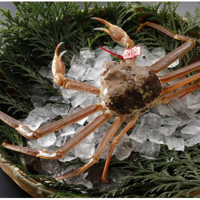 ふるさと納税 智頭町 【先行予約】鳥取県産 タグ付き 活松葉がに 1kg以上×3杯(中村商店)25年12月・26年1月発送