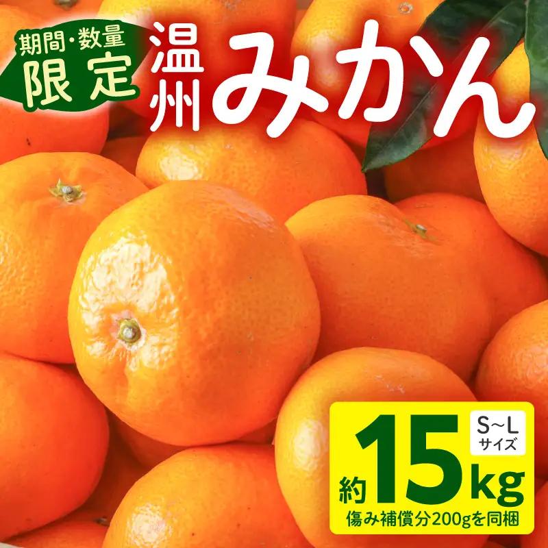 果物 温州みかん 果物[15kg 傷み補償分200gを同梱 2026年～2027年発送先行予約]