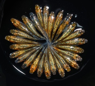 129-19 忘却の翼　オス・メス　ランダム20匹