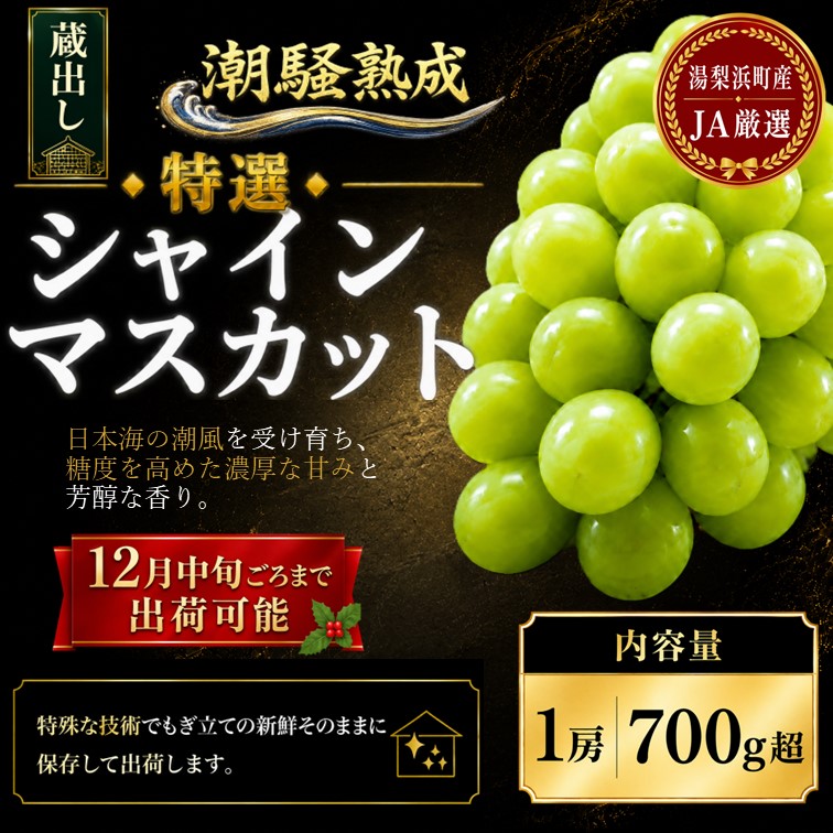 蔵出し 潮騒熟成 特選シャインマスカット 1房 700g超 湯梨浜町産 JA厳選 ハワイ種なし 大粒ぶどう 12月中旬頃まで発送可能 クリスマスギフト 贈答用 222M