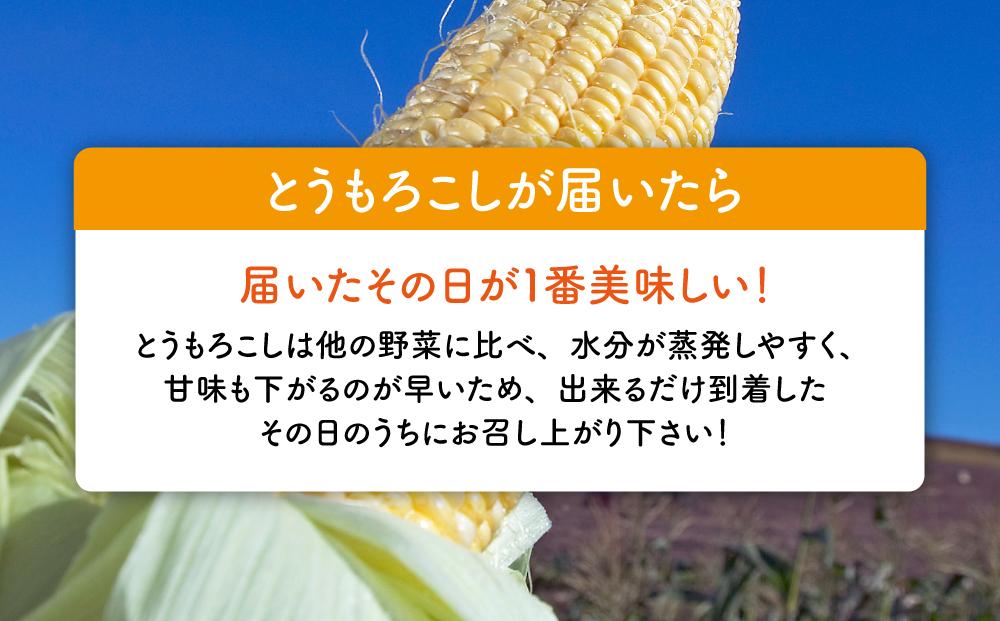【先行予約】黄金色で大粒 ゴールドラッシュ 12本 4.8kg (2024年8月下旬〜発送開始予定)