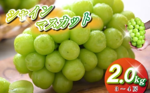 【2026年発送 先行予約】シャインマスカット 2kg程度（3～4房 ぶどう ブドウ マスカット フルーツ 果物 先行受付 数量限定）