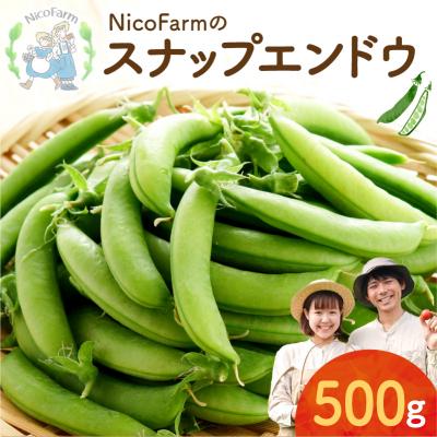 ふるさと納税 余市町 【2026年6月上旬頃より発送】スナップエンドウ 500g 産地直送_Y124-0047