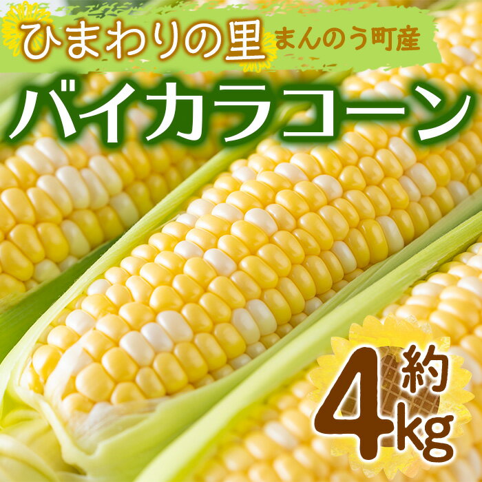 【ふるさと納税】＜先行予約！2026年6月上旬以降順次発送予定＞バイカラコーン (約4kg) トウモロコシ とうもろこし とうきび コーン 夏 夏野菜 野菜 産地直送 新鮮 香川 香川県 特産 果物 ベジタブル 旬 人気 お取り寄せ 【man070】【Aglio nero】