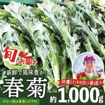 ふるさと納税 大館市 春菊 新鮮で風味豊か! 約1,000g