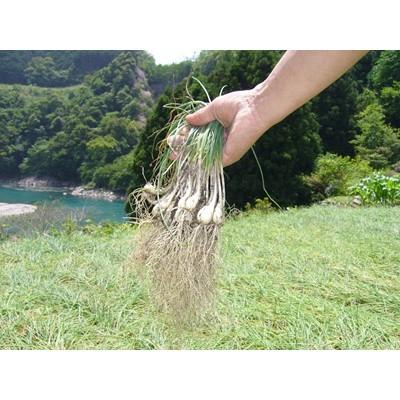 ふるさと納税 白浜町 【自慢の逸品】おばあちゃんの田舎らっきょ1kg |  | 02