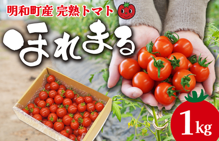明和町産 完熟 トマト ほれまる 1kg ミニトマト 朝採り 新鮮 生鮮 野菜 あっさり