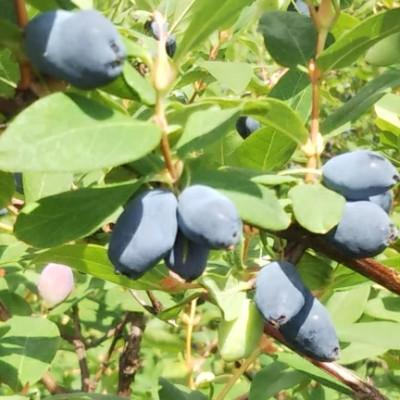 ふるさと納税 遠野市 冷凍 ハスカップ 1kg 完熟収穫 栽培期間中 農薬不使用 農家 直送 遠野もぐもぐカントリー |  | 02