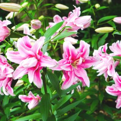 ふるさと納税 藤枝市 【母の日に!】ユリ鉢植え　ピンク八重 |  | 02