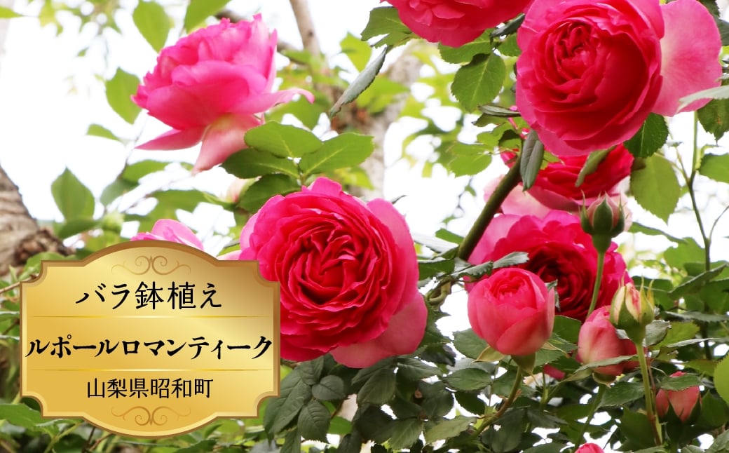 
                  バラ苗鉢植え「ルポールロマンティーク」 SWBD009
                