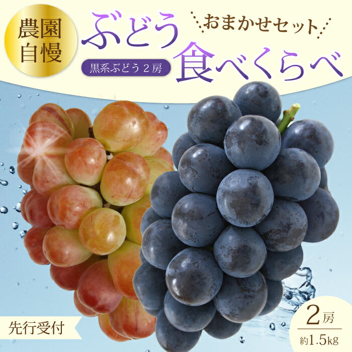 【ふるさと納税】【先行受付】農園おまかせぶどうセット2房(約1.5kg)2026年9月下旬発送予定 果物 くだもの フルーツ ブドウ 葡萄 202007