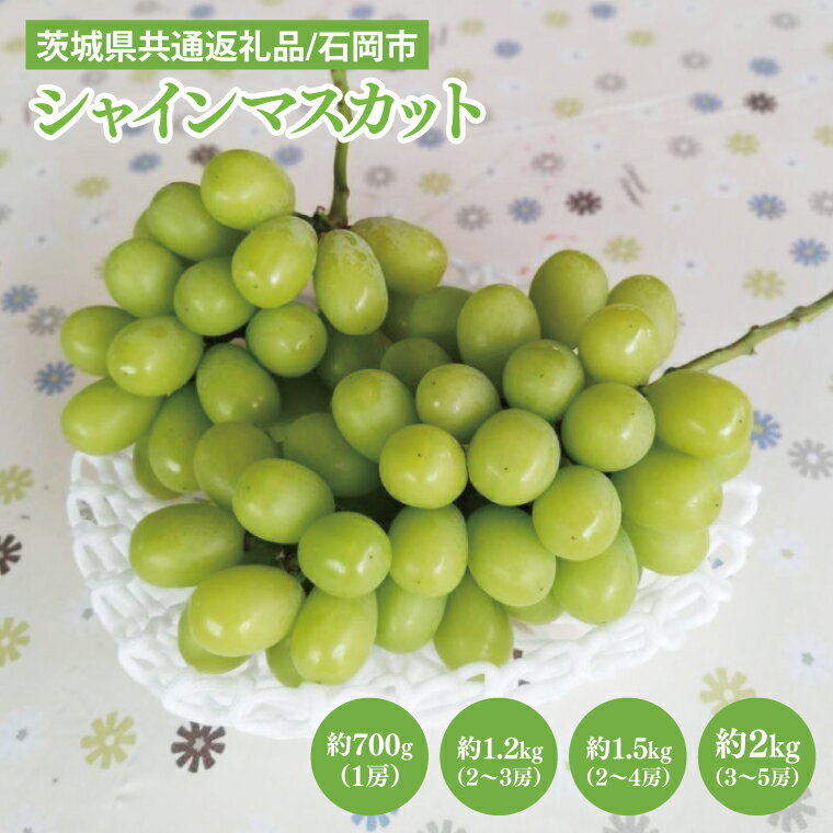 【ふるさと納税】【選べる】【先行予約】【2025年9月上旬～10月中旬発送】シャインマスカット【茨城県共通返礼品/石岡市】（MF-4）