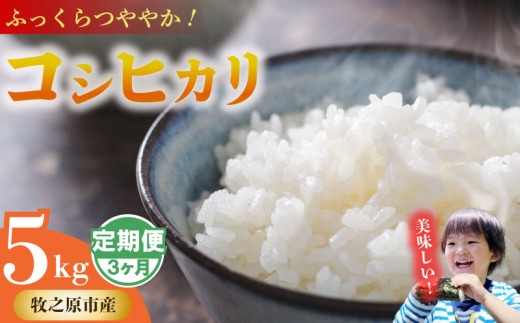 【3ヶ月定期便】 コシヒカリ 5kg × 3回  無洗米 お米 米 白米 こしひかり おこめ こめ 精米 ご飯ごはん おいしい 国産 日用品 日常 便利 甘い 米 お米 白ご飯 ごはん ご飯 お米 5kg 米 お米 米 こめ おこめ 贈答 プレゼント ギフト おすすめ 贈り物 予約 お弁当 おむすび おにぎり 食品 お弁当 ご飯 日本 安心 農家直送 産地直送 山本耕業 こめ香 静岡県 牧之原市
