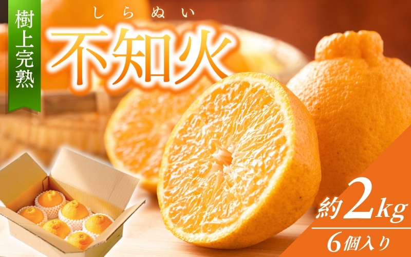 【先行予約】【数量わずか】樹上完熟しらぬい（不知火） 約2kg(6個) 秀品 2026年2月下旬～2026年4月中旬頃に順次発送予定（お届け日指定不可）/  みかん 不知火 フルーツ 【kgr005】