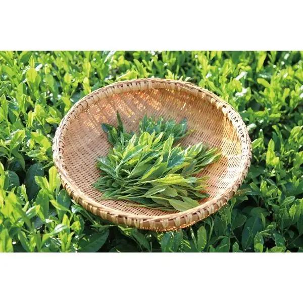 ほうじ茶500ｇ３個入り