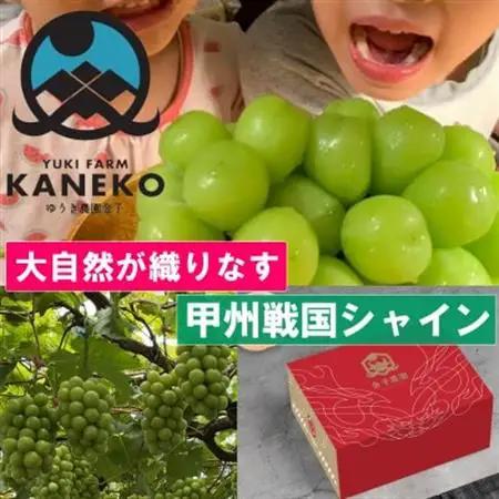 【山梨の大自然×本場山梨の匠】山梨が織りなす甲州戦国シャインマスカット2026年9月下旬より発送【配送不可地域：離島】【1497110】
